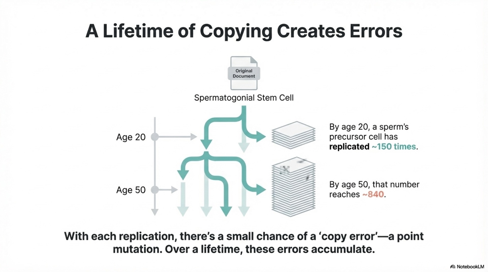 Paternal Age and Pregnancy Risk – slide 4